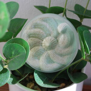 Kehavaht Pirnikomm, 65ml